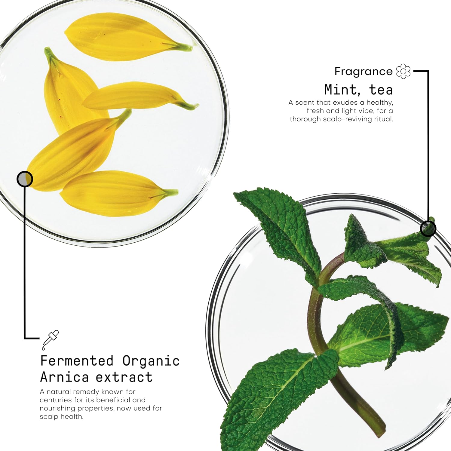 Framesi Morphosis Scalp Cleansing Shampoo